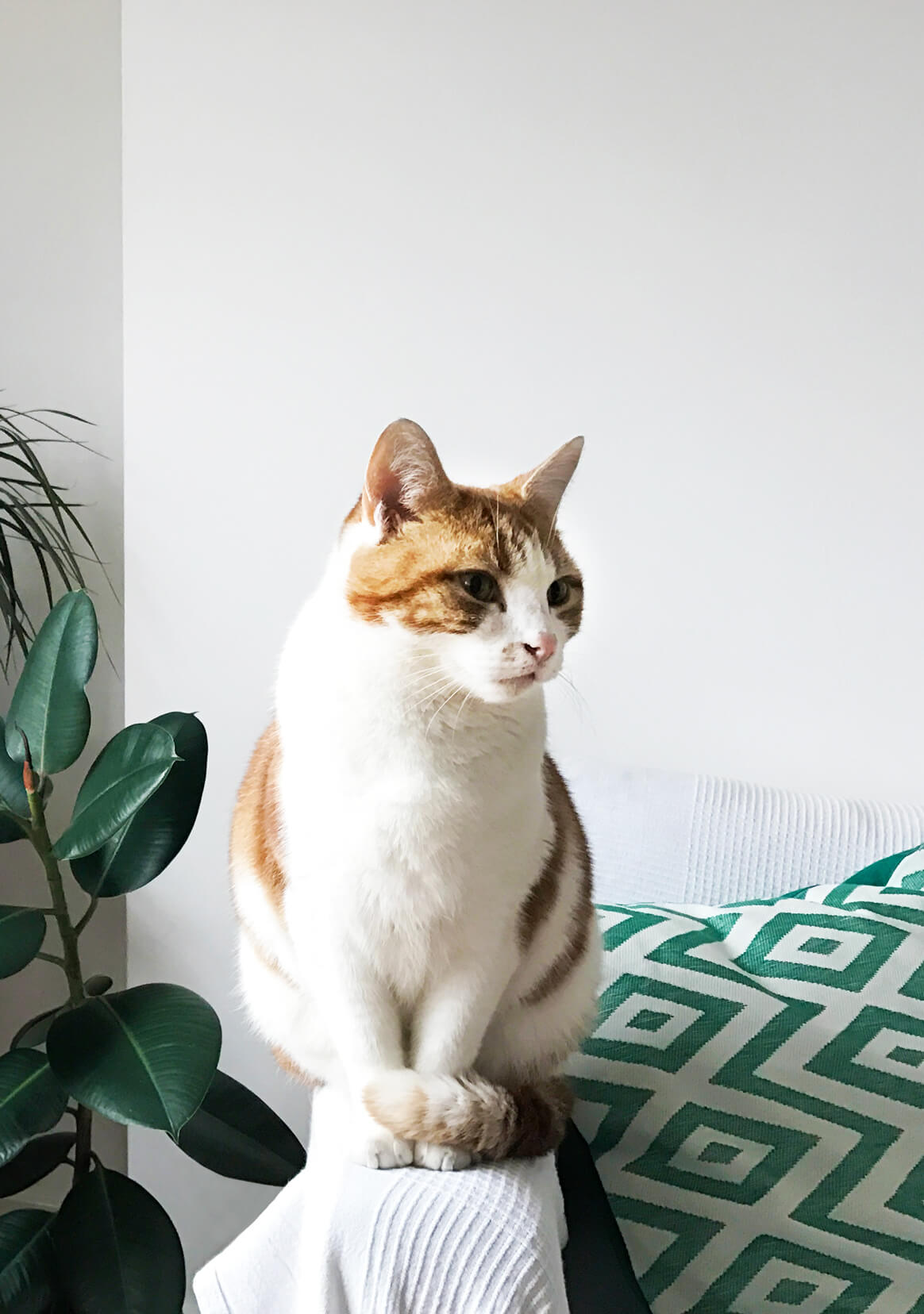 Red and white cat on a sofa arm with plants on the background