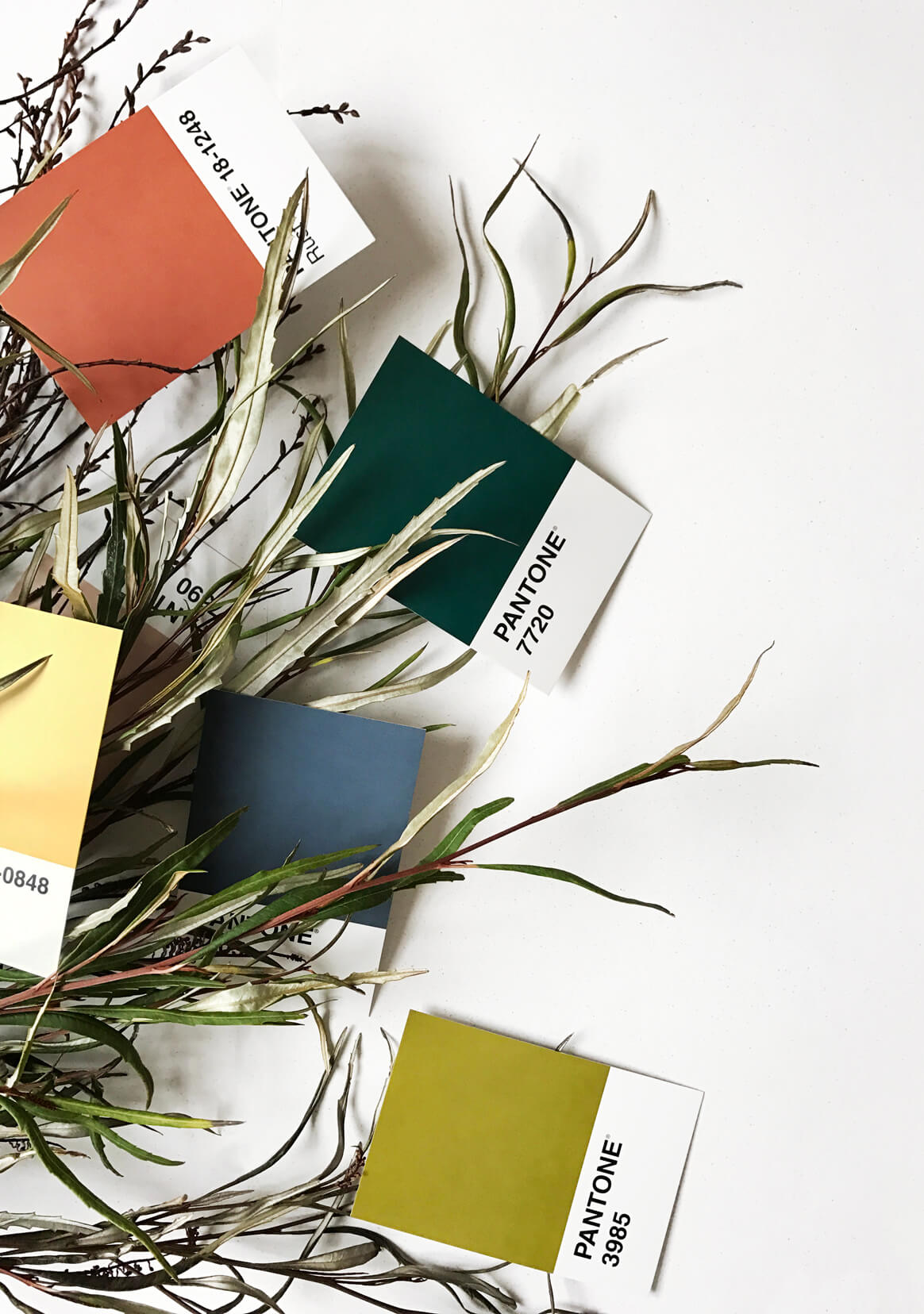 Pantone colour cards spread among leaves