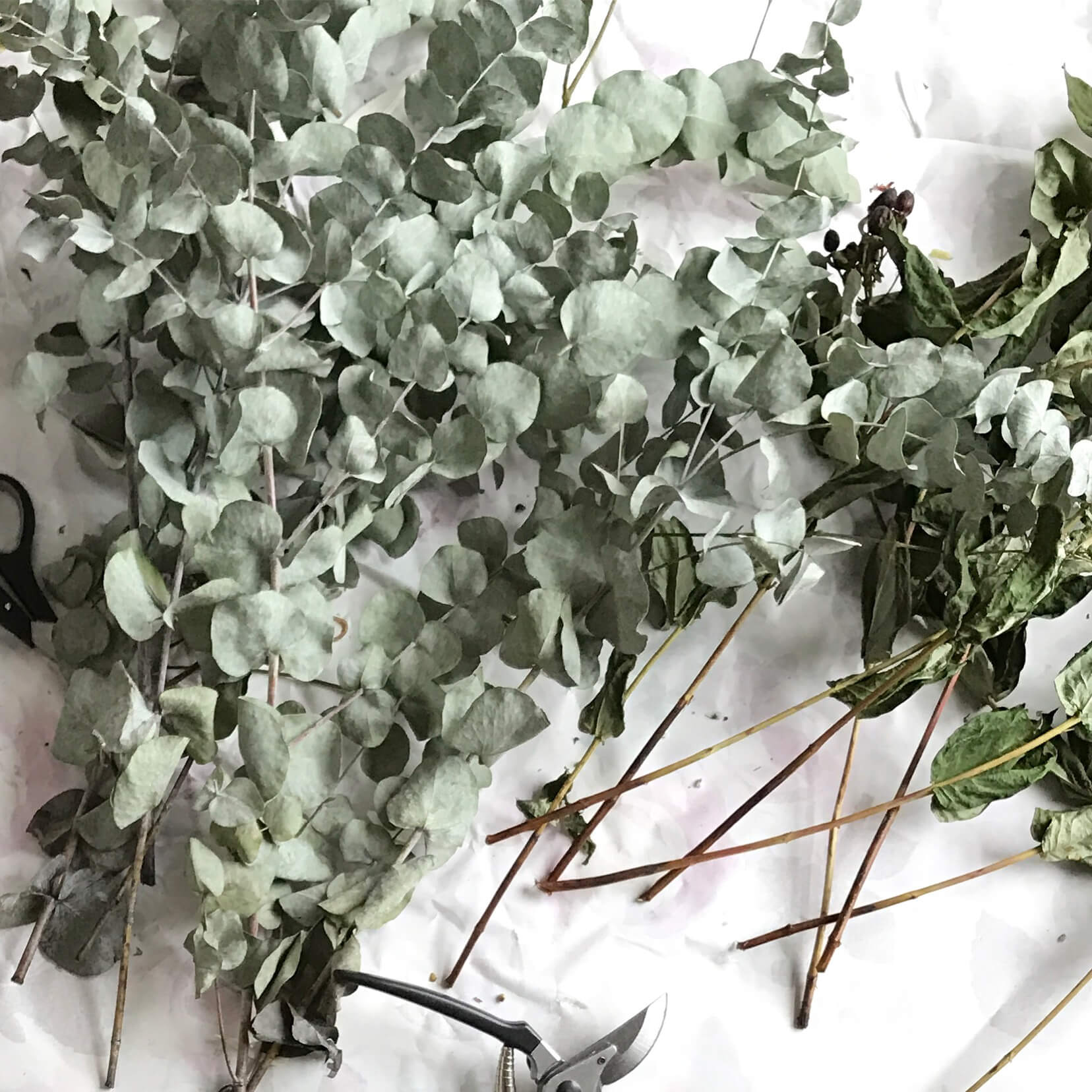 Un-arranged eucalyptus branches on white florist paper