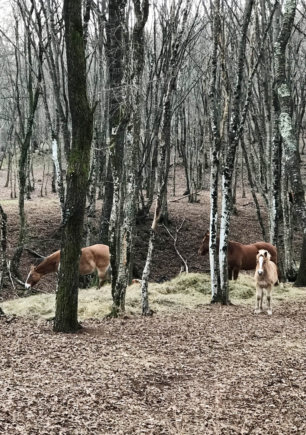 Three wild horses in the woods