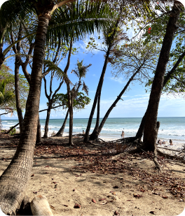 Beach with palm trees